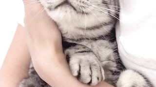 Very cute cat's and any animals 4