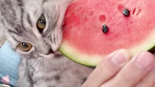 Very cute cat's and any animals 5