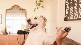 Fun Time With Cute Dog