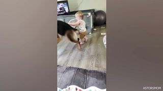 video funny animal part 25