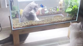 video funny animal part 26