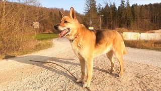 A Pet Dog Standing In A Driveway
