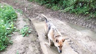 Dog In Dirty Water