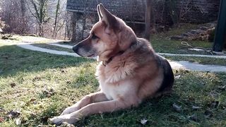 A German Shepherd Sitting On Grass