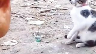 Funny video in CAT and monkey wait and watch with the dog