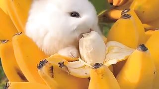 मोको funny video
