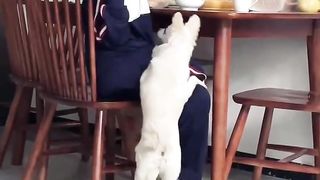 LOL,_Try_Not_To_Laugh_Funny_Dog_Shorts_Videos_Funny_Animals_Videos_????????????_Happy Pets Videos