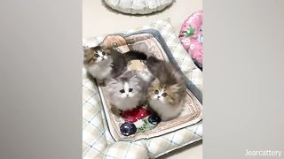 Oh! Cute! The funniest cats and kittens for a good mood!