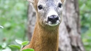 a deer 2