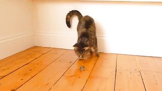 Funny Cats Vs Mouse| Tom and Jerry Real Life | Top Cats Video Compilation