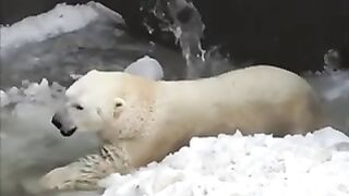 white bear