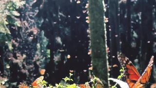 A lot of beautiful butterfly's