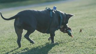 A Dog Running After It's Toy