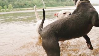 Two Dogs Playing In The River Water