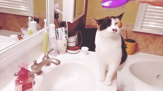Try Not To Laugh Challenge - Funny Cat & Dog Vines compilation 2017 23