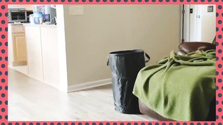Funny cat compilation #funnyanimals #cat