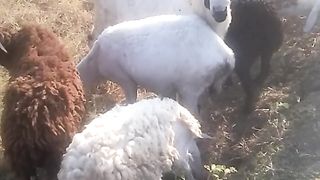Animal lovers