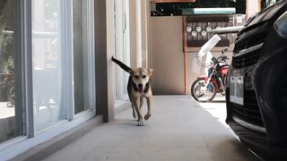 Dog Walking Outside The House