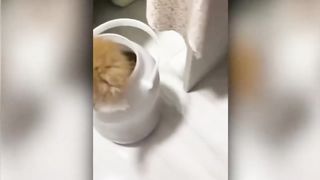 Funny Cats Compilation 5