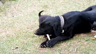 Dog Chewing A Bone