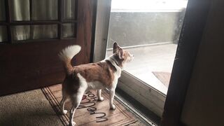 Dog Barking In Front of a Glass