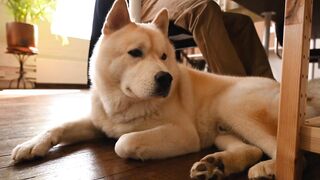 Video Of A Dog Under The Table