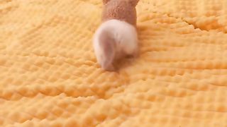 Funny cat 207