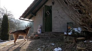 Dog Waiting In Front Of A Door