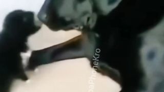 Funny and crazy video just for fun someone helping to rat see who