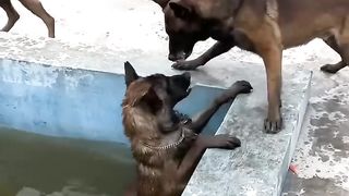Le super chien