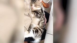 Funny cat compilation 5