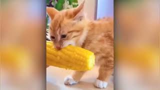 Funny Cat Compilation 4