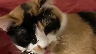 meme dog videos
