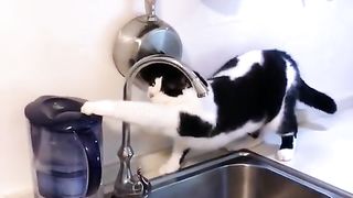 Kitten is also troubled ???? Cute Pets Funny cat videos.
