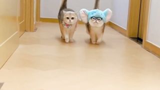 Cute Cat cosplay funny
