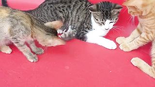 Funny Cats 56