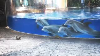 Funny Dogs, Cats and Animals Videos 2023 ????Best Funniest Animal Videos Of The Month