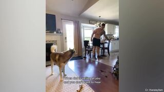Funny vedios pet dogs , cats and animals