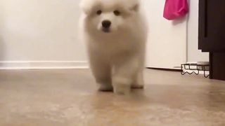 Stupid puppy