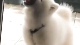 Samoyed, stupid puppy