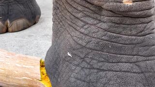 Elephant eating ll hati kayse kharaha hay