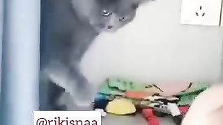 Funny cat videos 14