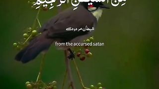 Beautiful Quran 4