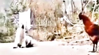 Dog Most Funny Video Must Watch
