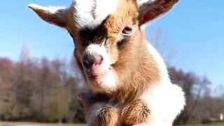 So cute goats_goats _minigoats(