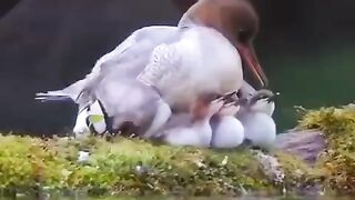 status video #quran #birds #cute #lovely