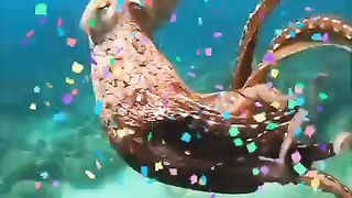 Strange ,Beautiful Birds ,animals and Recite of Quran # #birds