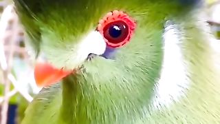 Quran Recite with Cute birds #beautifulbird #quran