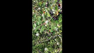 Aronia Berry Harvest