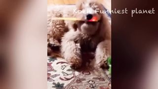 Best Funniest Animals Videos ???? - Funny Dogs And Cats Videos 2023???? #4 3
